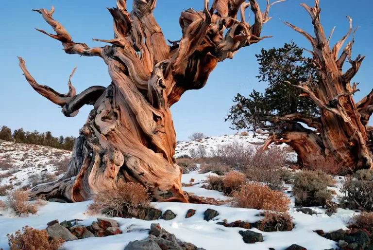Ancient trees worth travelling for