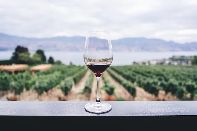 Beginner’s guide to wine tasting – what you need to know