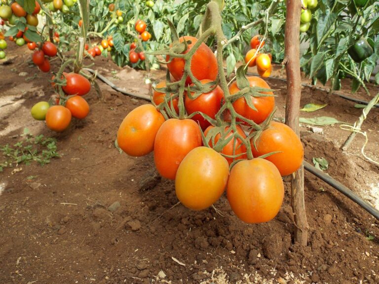 Successful KALRO tomato farmer training event in Rombo, Kajiado County – Kenya Agricultural and Livestock Research Organization