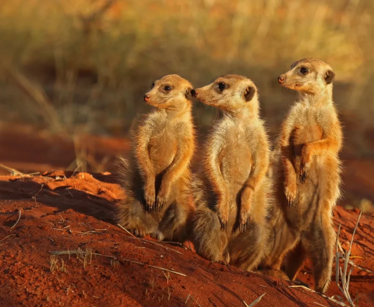 Wildlife you can see outside Big Five reserves
