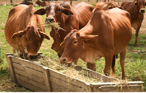 KALRO introduces climate smart fodder to boost production – Kenya Agricultural and Livestock Research Organization