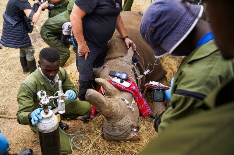 Endangered northern white rhino egg cells flown to Italy for fertilization