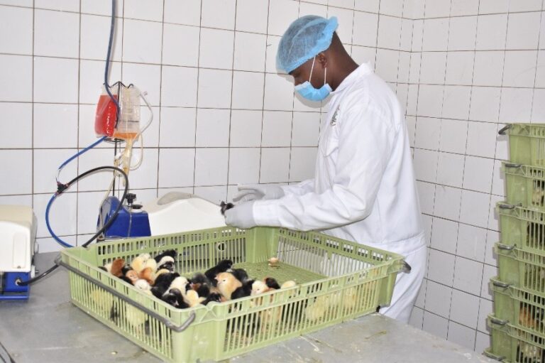 Effective Chicken Hatchery Management for Sustainable Chicken Production – Kenya Agricultural and Livestock Research Organization