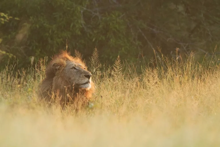 Trophy‑hunted‑pride male lion ‘Blondie’ shot outside Hwange – leaving 10 cubs behind