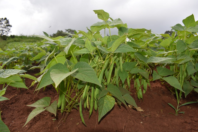 KALRO Nyota bean a game changer in the agriculture sector – Kenya Agricultural and Livestock Research Organization