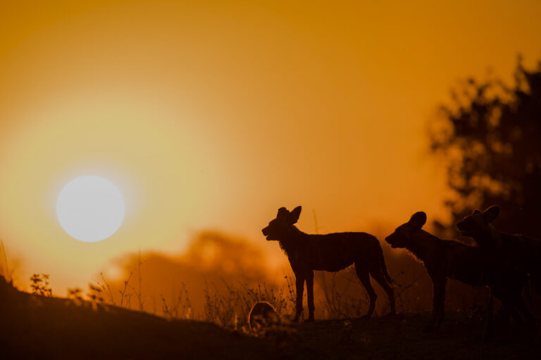 Amber Season FAQs – African Bush Camps