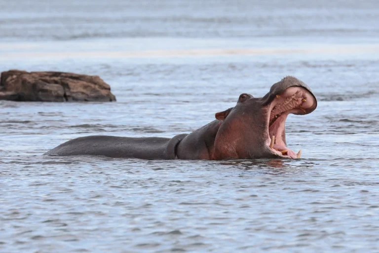 Canoe the Zambezi: Africa’s wildest water safari