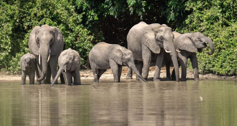 World Elephant Day 2025: Our Logo, Our Legacy