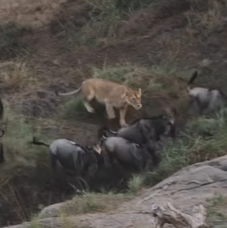 One wild morning in the Mara River