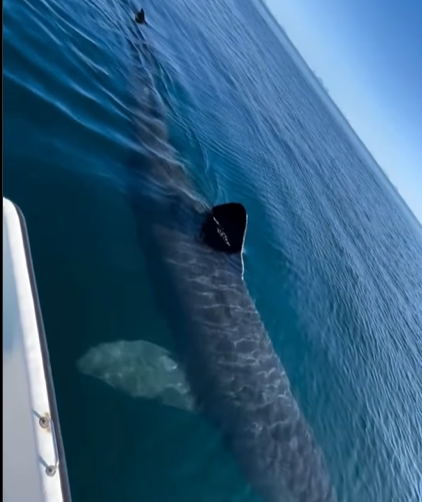 Massive Basking Shark circles fisherman’s boat off the coast of Norway