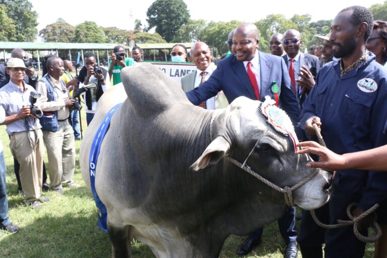 KALRO Lanet Boran Champion Bull – Kenya Agricultural and Livestock Research Organization