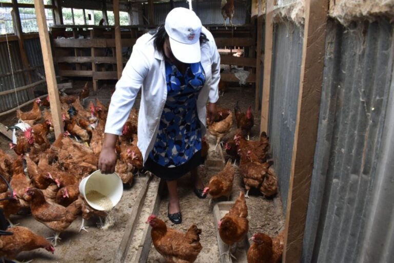 Chicken farmers asked to go commercial – Kenya Agricultural and Livestock Research Organization