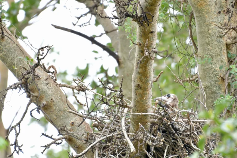 First hooded vulture nest found in KwaZulu-Natal